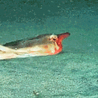 Play Us Out, Afroman! Tabs, Thurs., March 19, 2026