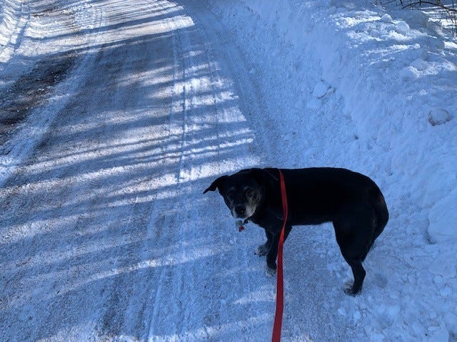 Black dog on red leash on snow covered trail