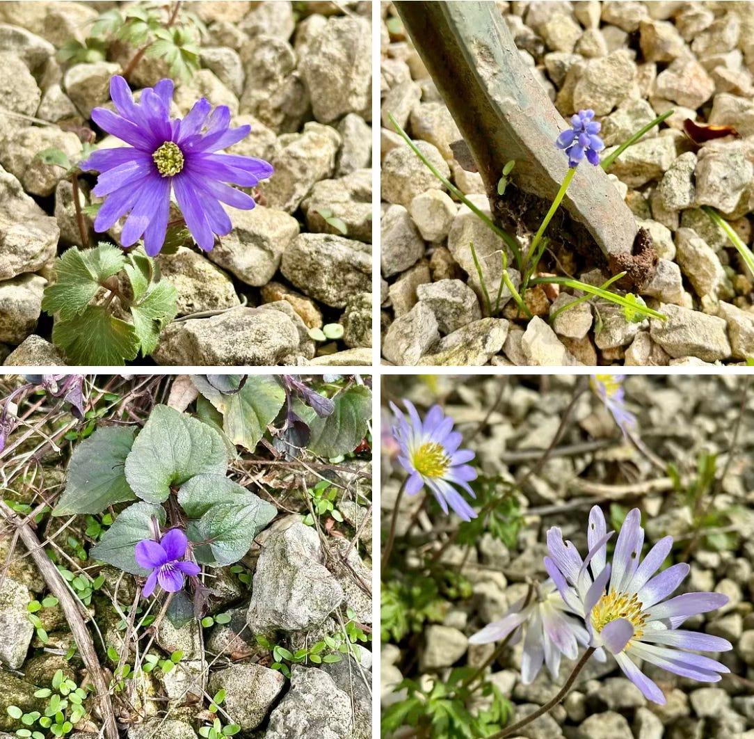 Gravel garden filled with self-seeded plants emerging naturally between stones in a UK garden Gravel garden filled with self-seeded plants emerging naturally between stones in a UK garden