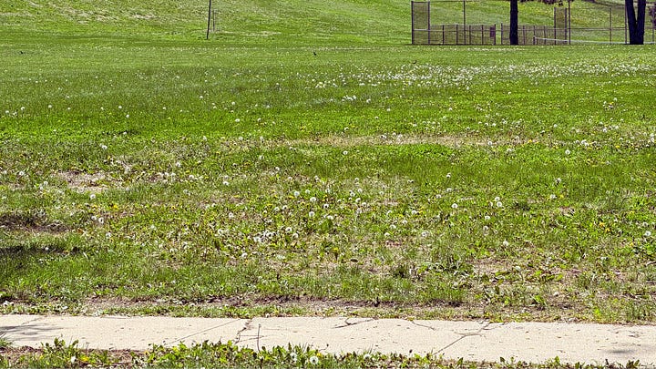 Two photos: one of a lawn full of dandelion weeds, and another with a perfect lawn after consistent care