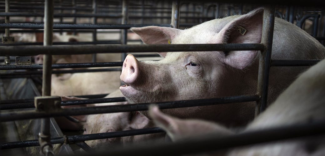 Pigs in crate