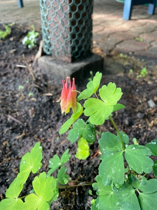A plant with green leaves and a flower

AI-generated content may be incorrect.