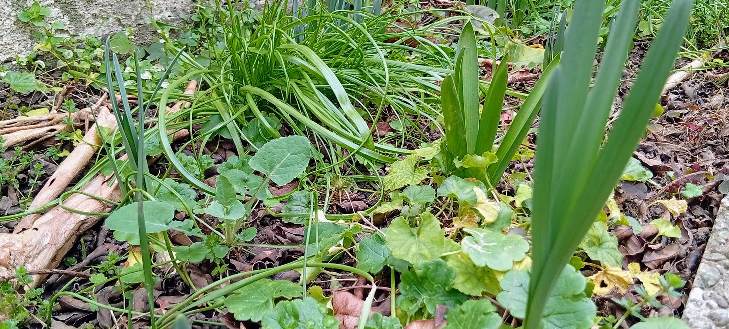L'aiuola davanti a casa, con i narcisi, i giacinti e un'erba strana che sicuramente ho piantato ma non mi ricordo...