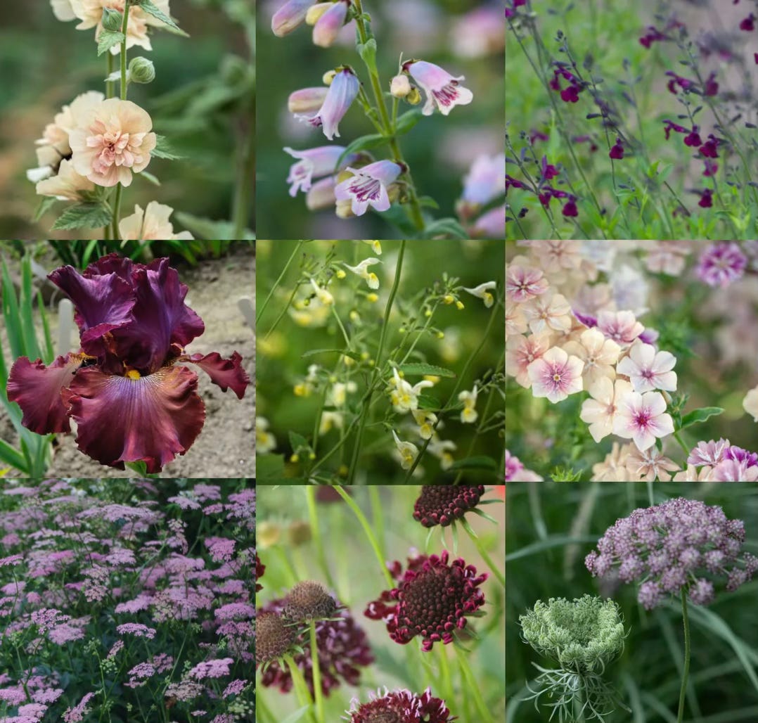 Sunny garden border with a coordinated colour palette of warm-toned flowering plants. Sunny garden border with a coordinated colour palette of warm-toned flowering plants.