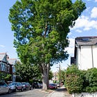 60. Acton Swamp Cypress