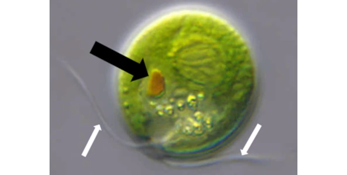 A round green cell with a reddish eye-spot (arrowed in black) and two whispy flagella (white arows)