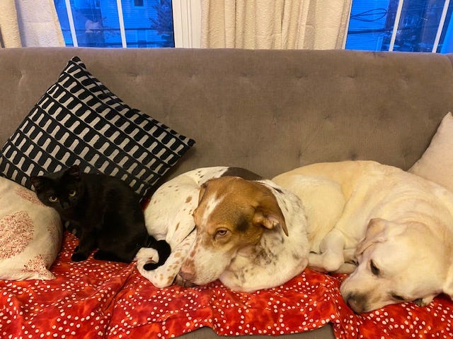 A black cat, a hound, and a yellow lab together on a sofa