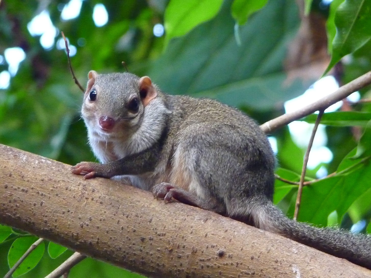 Treeshrew - Wikipedia