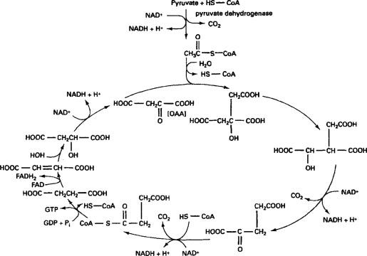 Krebs Cycle - an overview | ScienceDirect Topics Krebs Cycle - an overview | ScienceDirect Topics