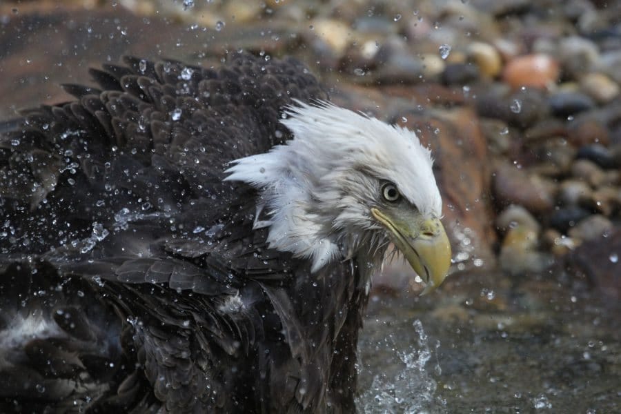 Summertime at the CPN Aviary - Potawatomi.org