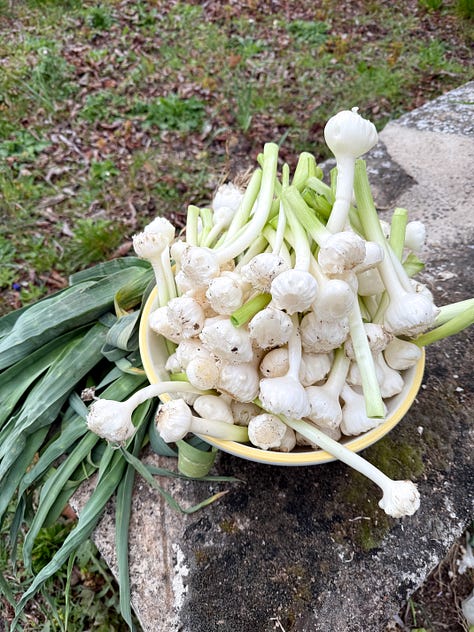 Spring Onion Harvest in Provence