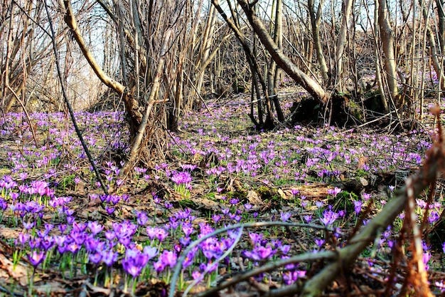 Premium Photo | Purple crocus growing in an old forest in dry leaves  Crocuses Restoration of land