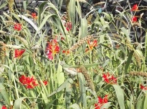 Flowers with a bird sitting amongst