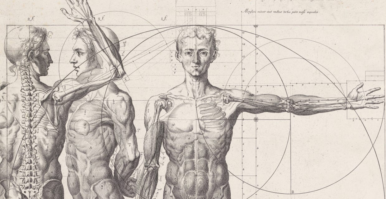 A drawing of a person's body

Description automatically generated