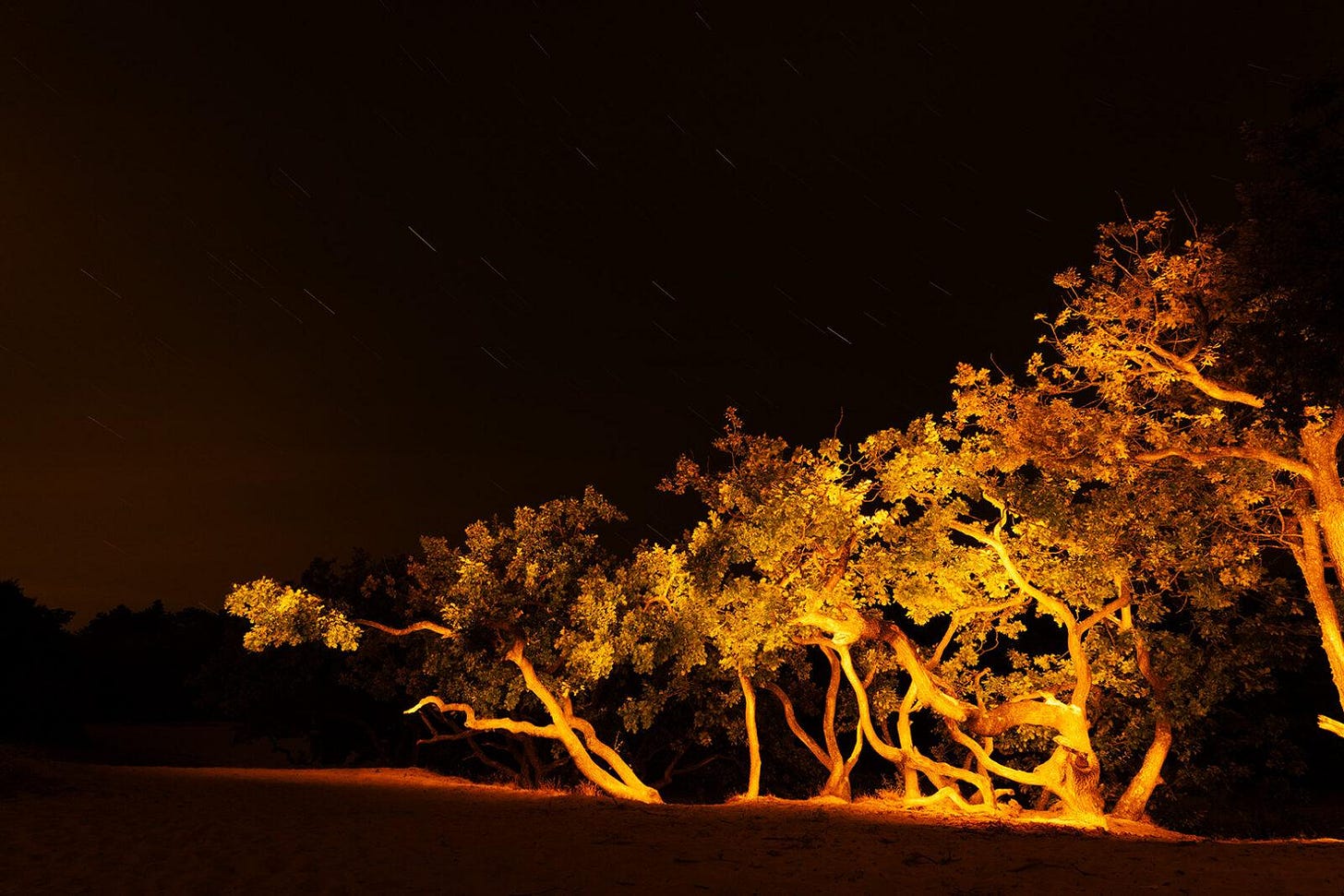 Crippled oaks in the Schoorlse Duinen