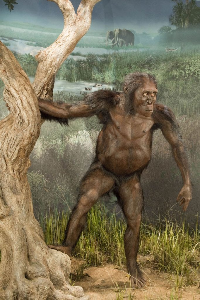 Adult female Australopithecus afarensis, 