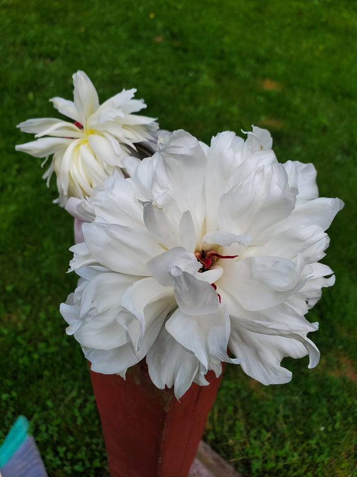 First photo: a peony plant with three large white blooms, surrounded by ferns. Second photo: a close-up of two of the blooms that Jon cut for me to bring inside.