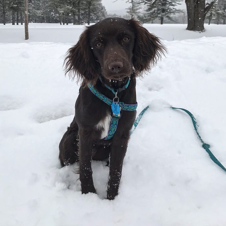 Diptych. Brown puppy with turquoise leash on left; Brown dog with turquoise collar on right.