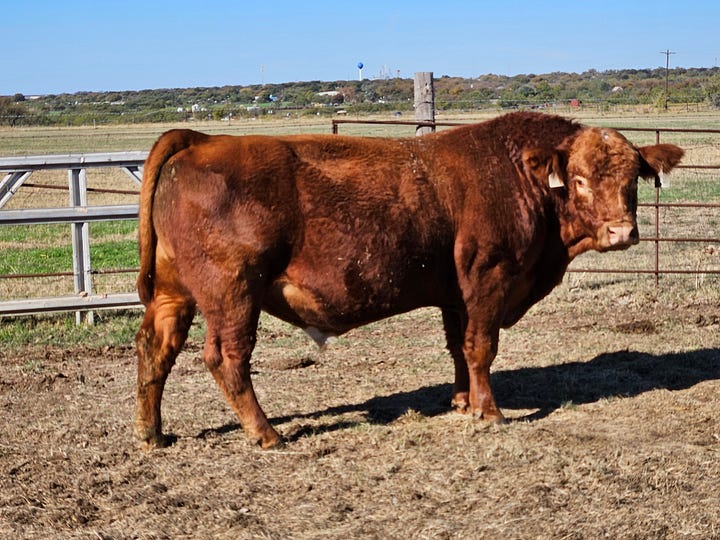 5 Mushrush bulls