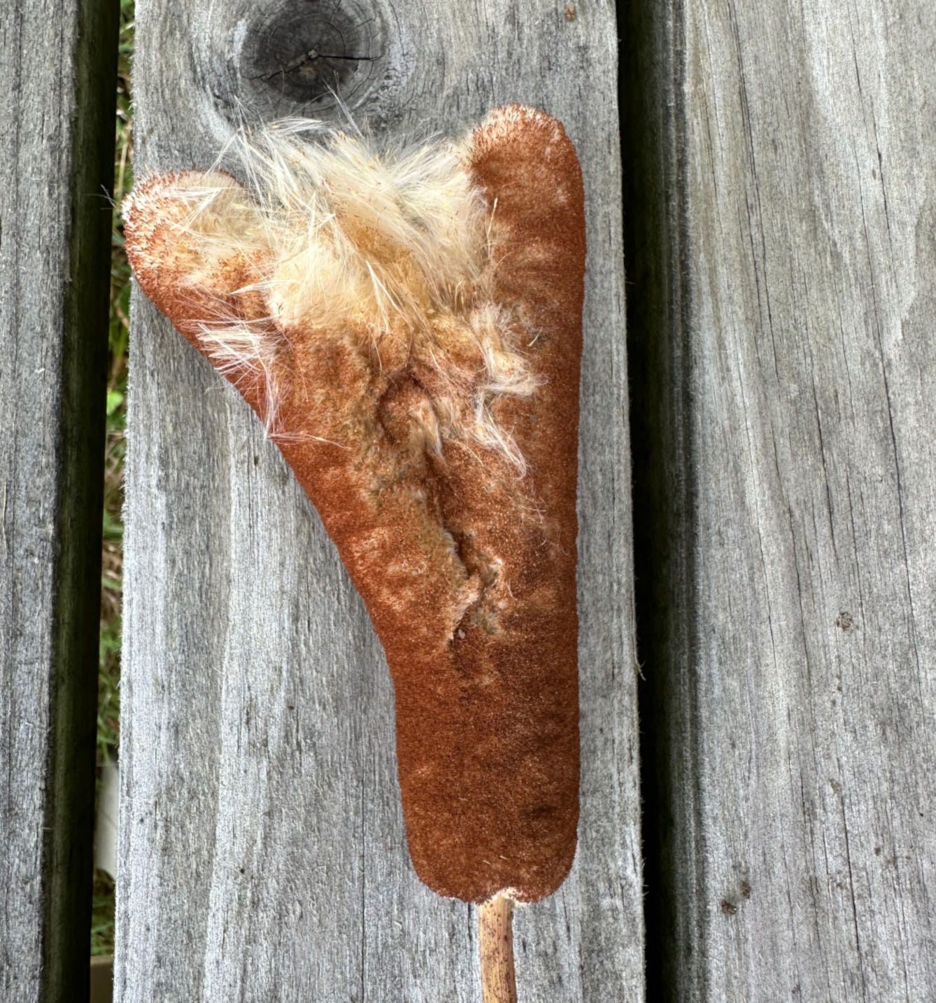 cattail fluff cattail fluff