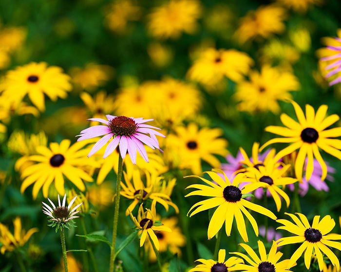 A vibrant display of yellow and pink flowers at the Minnesota Landscape Arboretum showcases nature's beauty in full bloom.