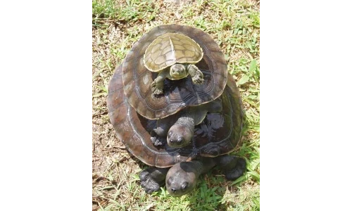 A photograph of a stack of turtles, the smallest on top