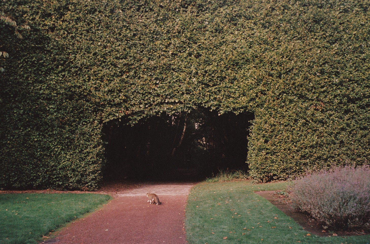Curious cat on an autumn path, inviting a whimsical stroll.
