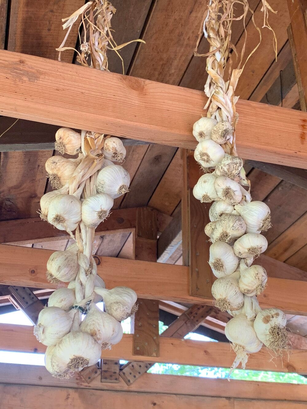Garlic.jpg Garlic.jpg