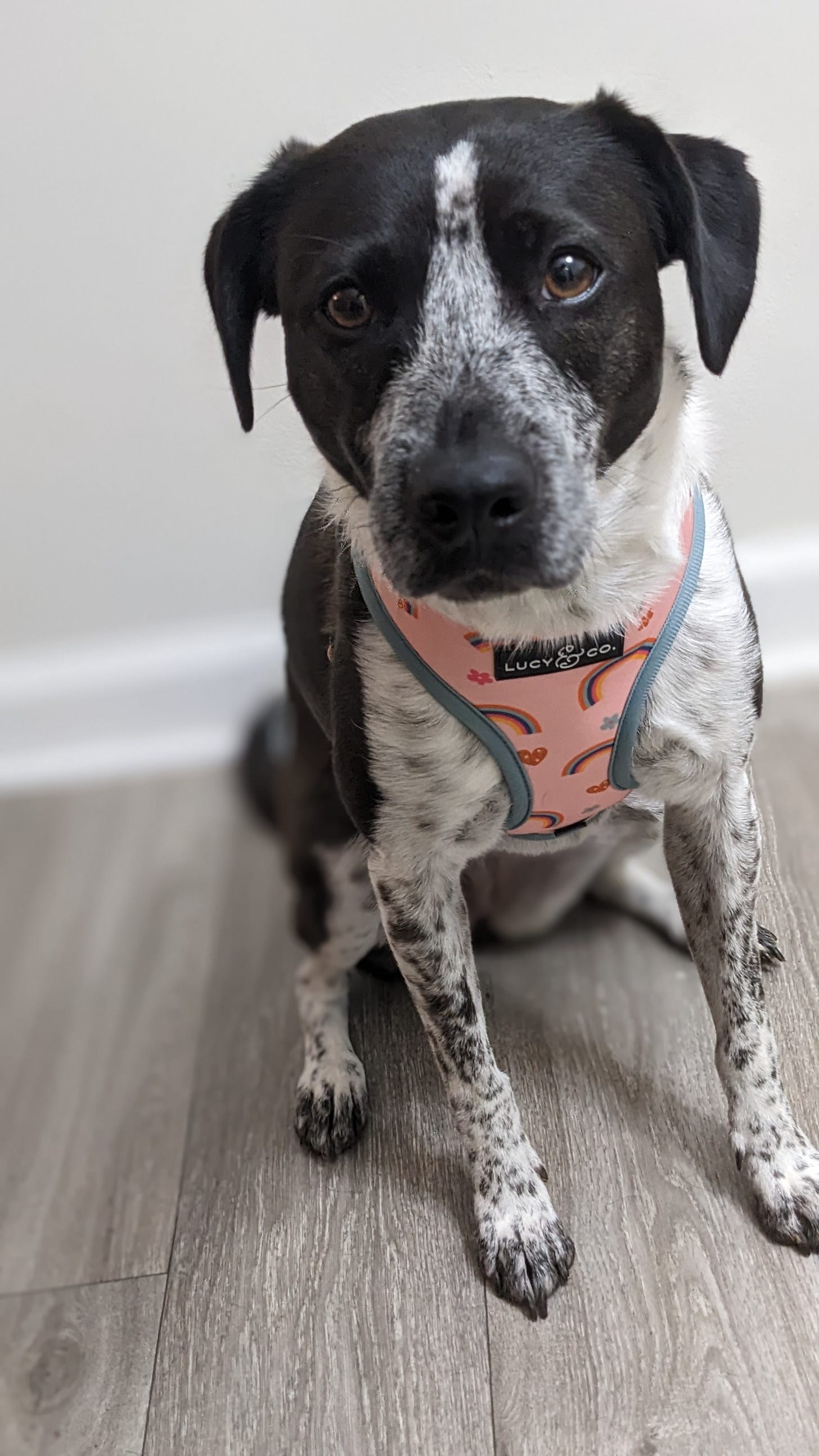 A black and white dog wears a pink harness with rainbows and flowers. She looks like a puppy, but she is actually two years old.