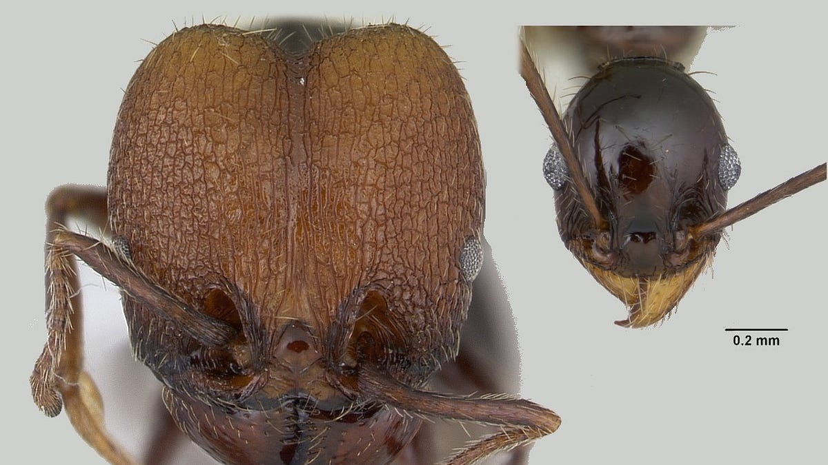New Ant on the Block - by Walter Tschinkel
