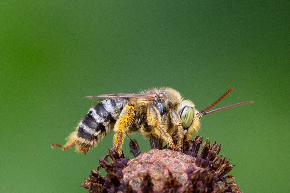 A very hairy bee with pale hairy stripes across a black abdomen. The bee is on the brown head of a coneflower, without ray flowers visible, against a bright green background