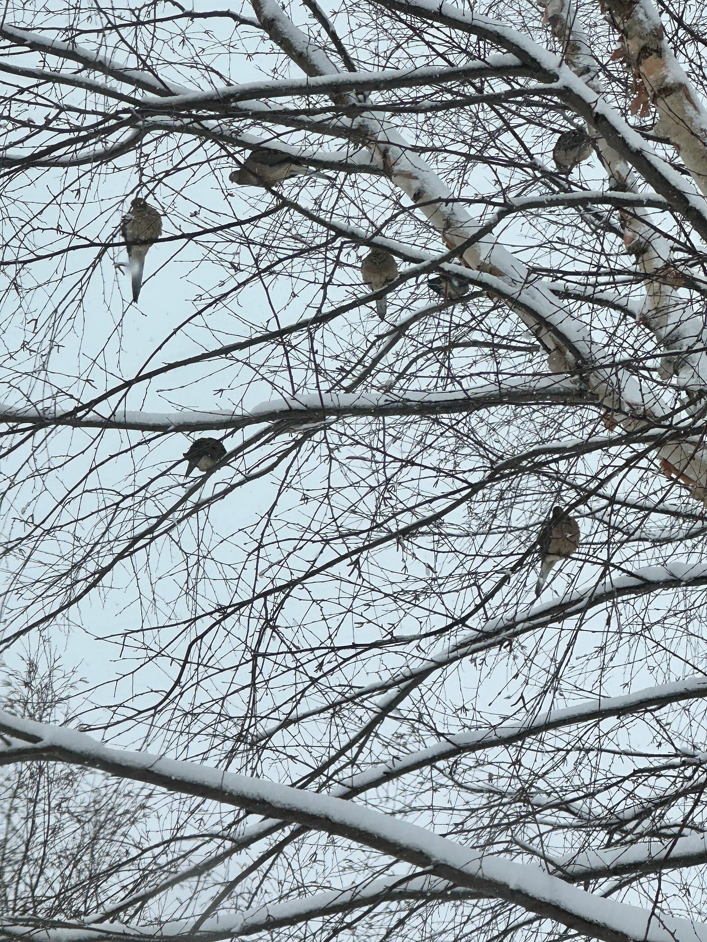 mourning doves on snow-covered branches of a birch tree