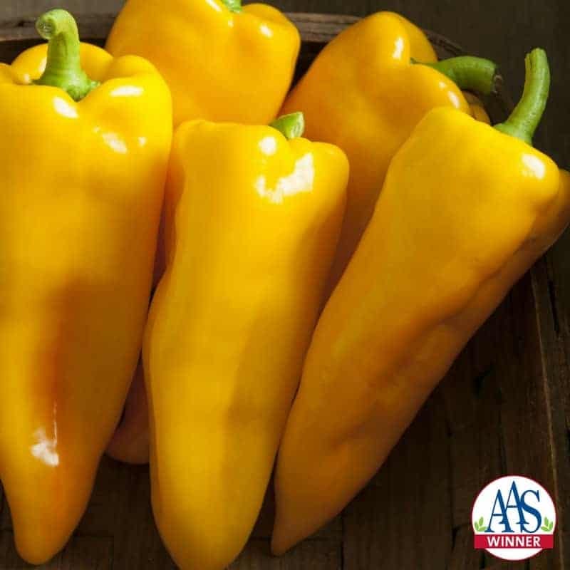 Escamillo Pepper