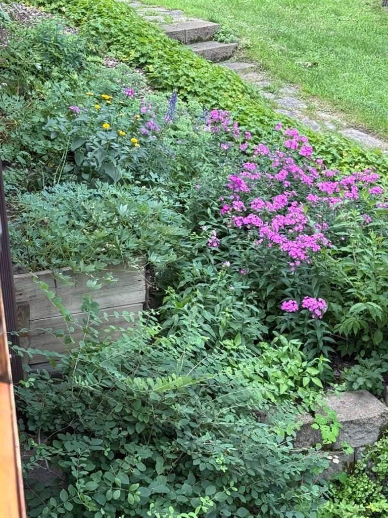 A garden with purple flowers

AI-generated content may be incorrect.