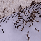 Scenic Rim alert after fire ants confirmed at Binna Burra
