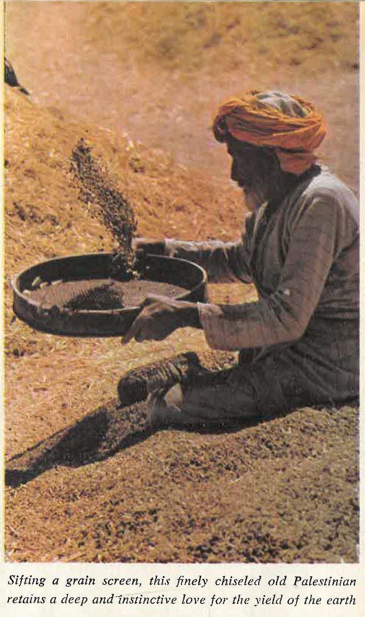 A series of photographs from David Douglas Duncan’s 1956 photo essay in Collier’s magazine, showing Palestinians in Gaza engaged in traditional agrarian life. Images include an elderly man sifting grain; Bedouins of varying ages in the fields; shepherds with their flocks on rolling plains; a young girl with her goat; and men trading livestock at Gaza’s weekly market. These moments capture the enduring connection between people and land in the aftermath of the Nakba.