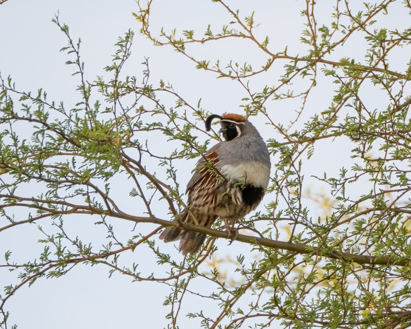 20250527-Sewailo-17-Edit.jpg 20250527-Sewailo-17-Edit.jpg