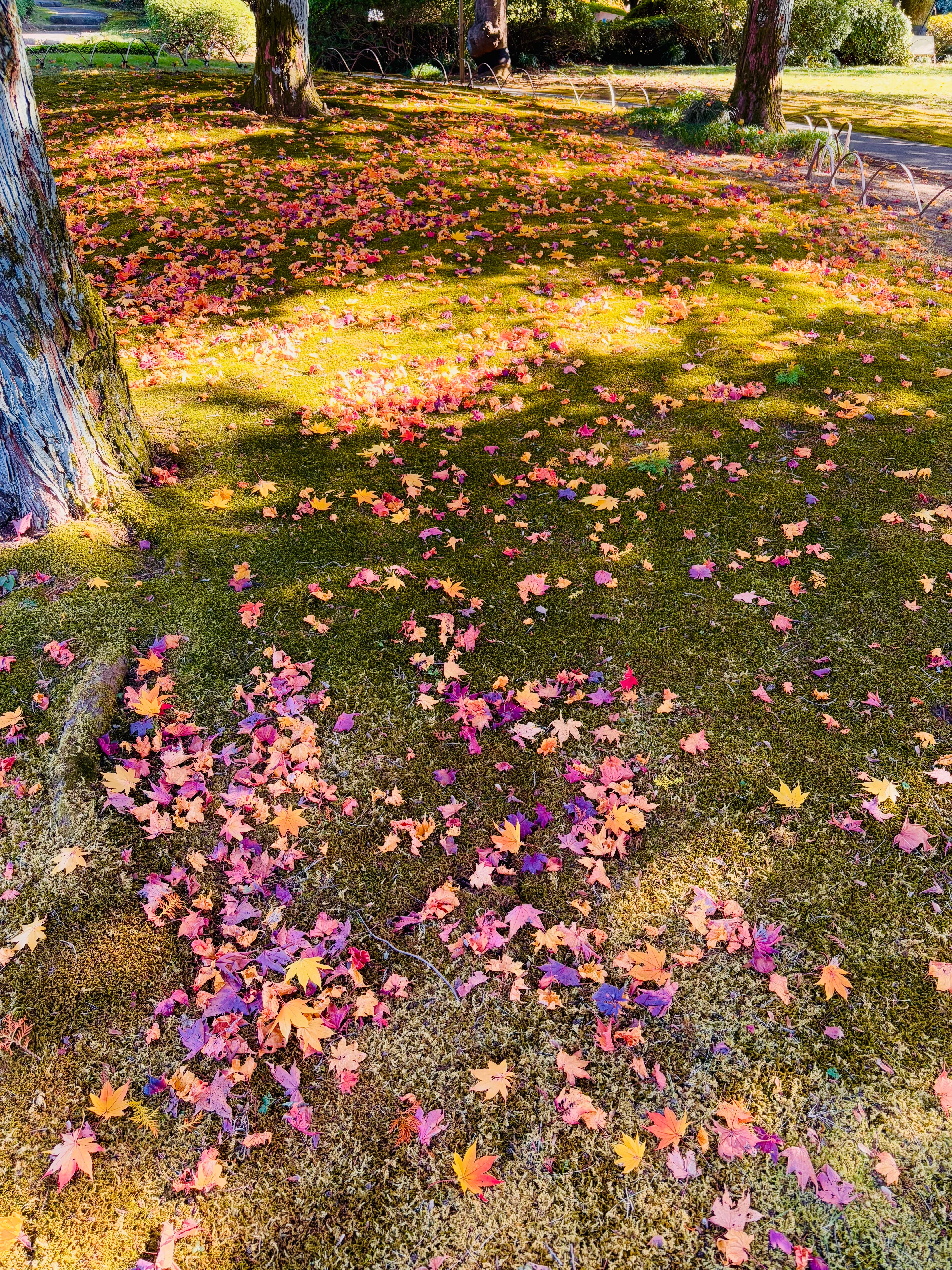 175 Autumn at Its Edge - by Hideo Tanikawa - Japan A to Z