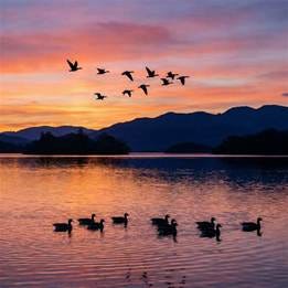 Wildlife Watching Around Loch Lomond: Your Complete Guide from Finnich ... Wildlife Watching Around Loch Lomond: Your Complete Guide from Finnich ...