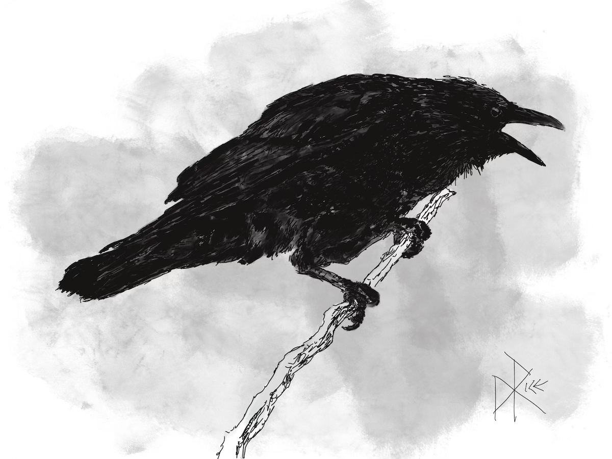 A crow perched on a branch. Sketch art by Don Rice. A crow perched on a branch. Sketch art by Don Rice.