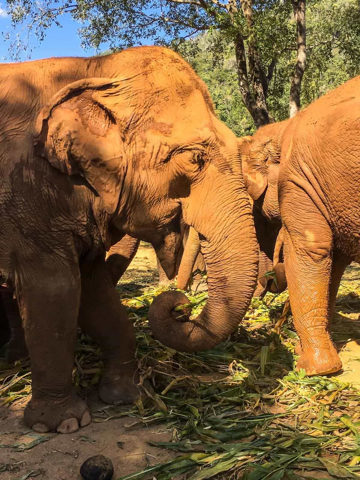 Elephant Nature Park Chiang Mai
