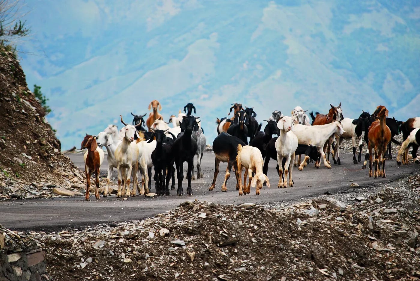 A herd of goats walks on a mountain track. A herd of goats walks on a mountain track.