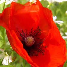 Red Poppy - Flanders Poppy - Shirley Poppy Seeds - Papaver rhoeas | High Country Gardens Red Poppy - Flanders Poppy - Shirley Poppy Seeds - Papaver rhoeas | High Country Gardens