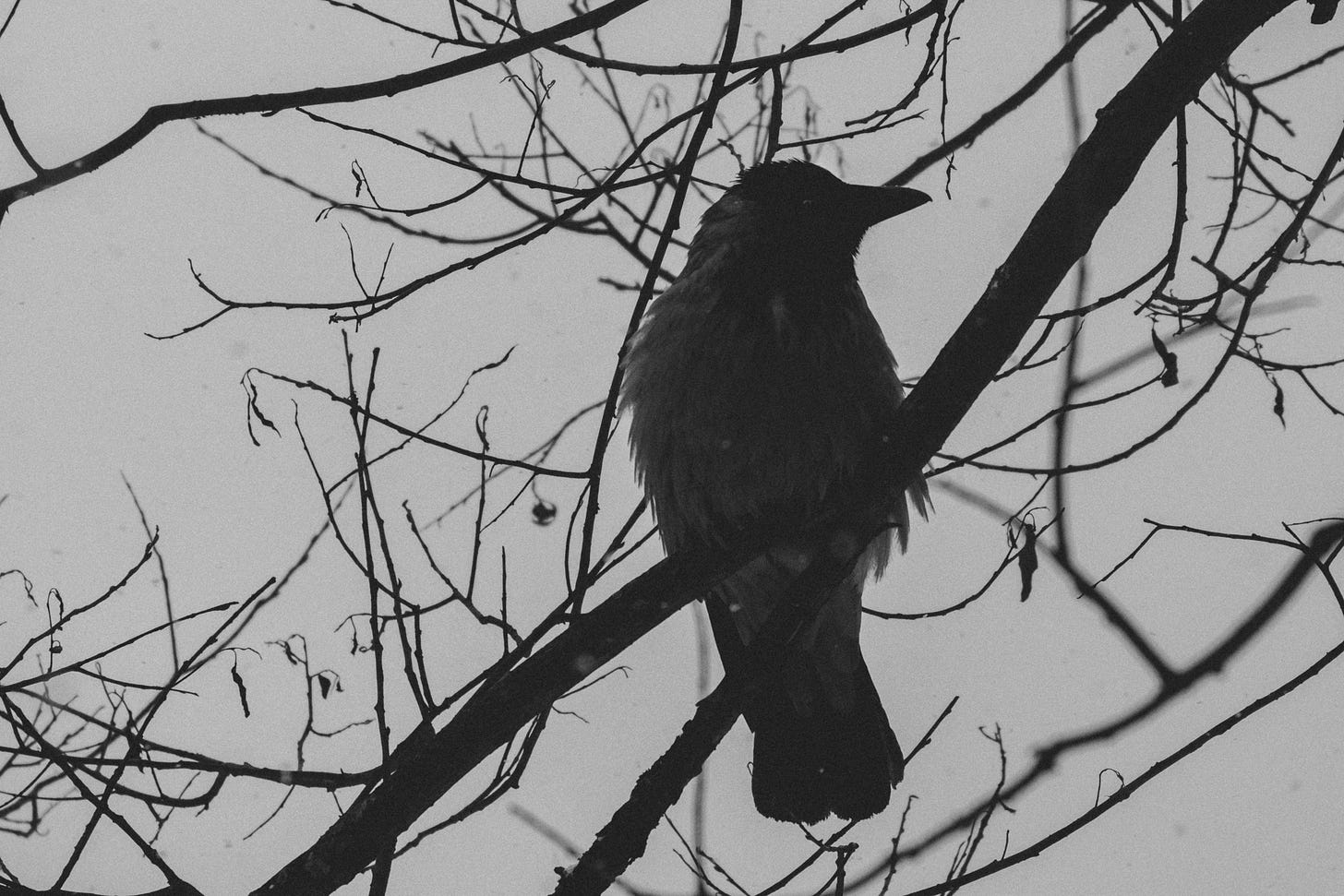  Black crow on a tree branch