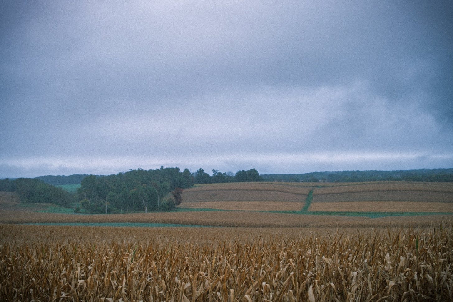 Rows of dry cornstalks in the foreground, rolling farm fields and a stand of trees beyond, under a low, overcast sky Rows of dry cornstalks in the foreground, rolling farm fields and a stand of trees beyond, under a low, overcast sky