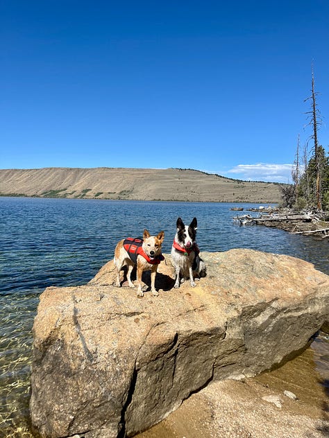 two cattle dogs paddle boarding with their humans