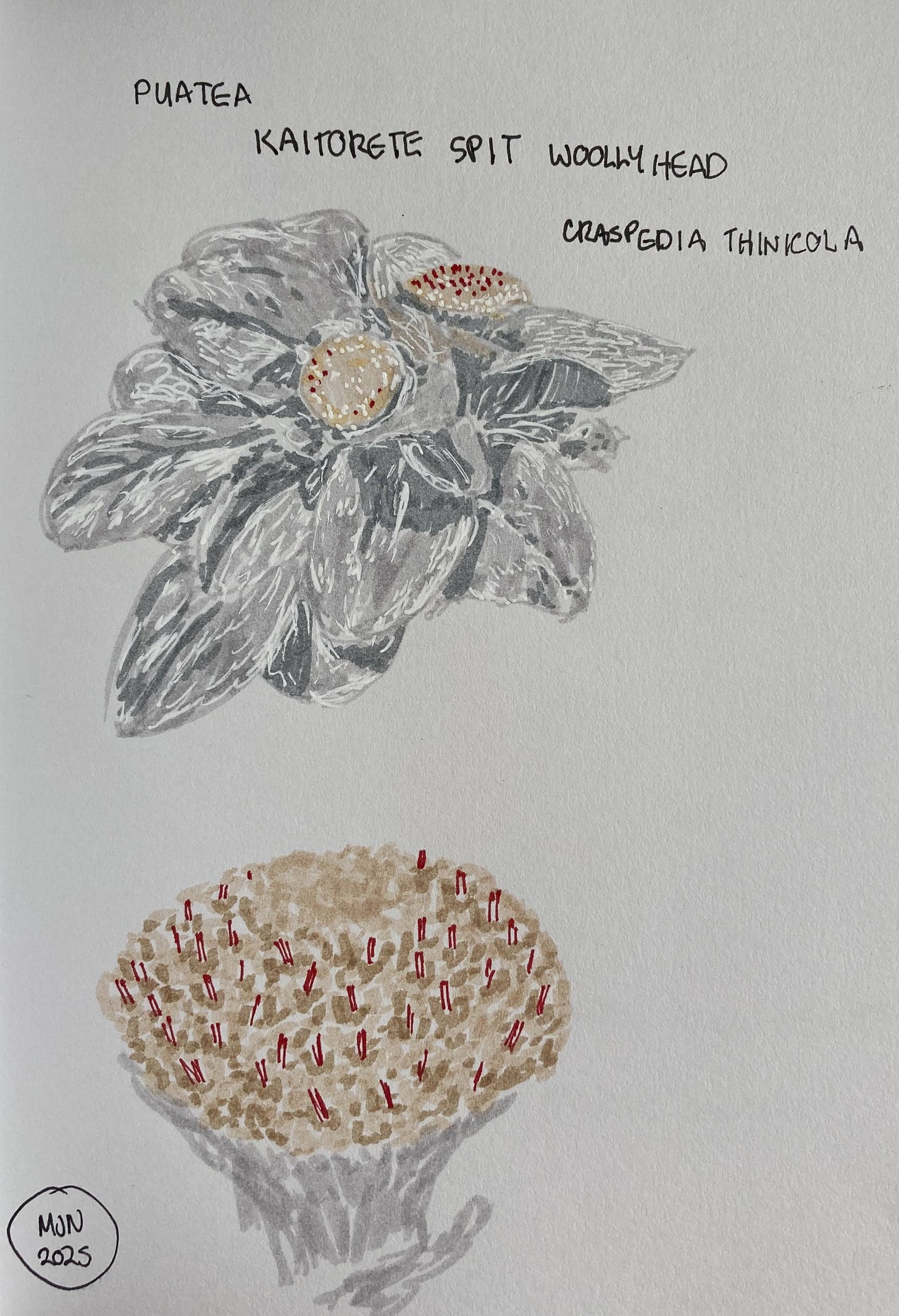 A felt pen drawing of puatea showing grey leaves and creamy flower heads, with close up of flower head