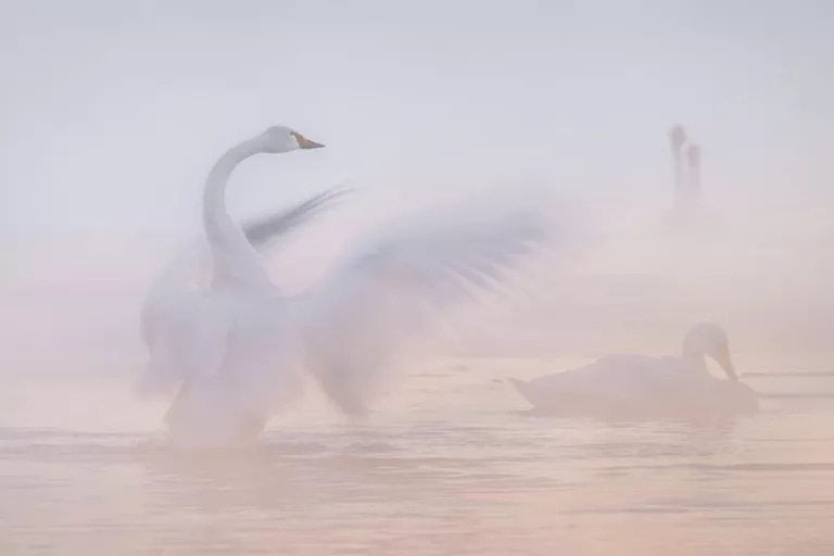 Kukrinov Alexander, Frosty tenderness