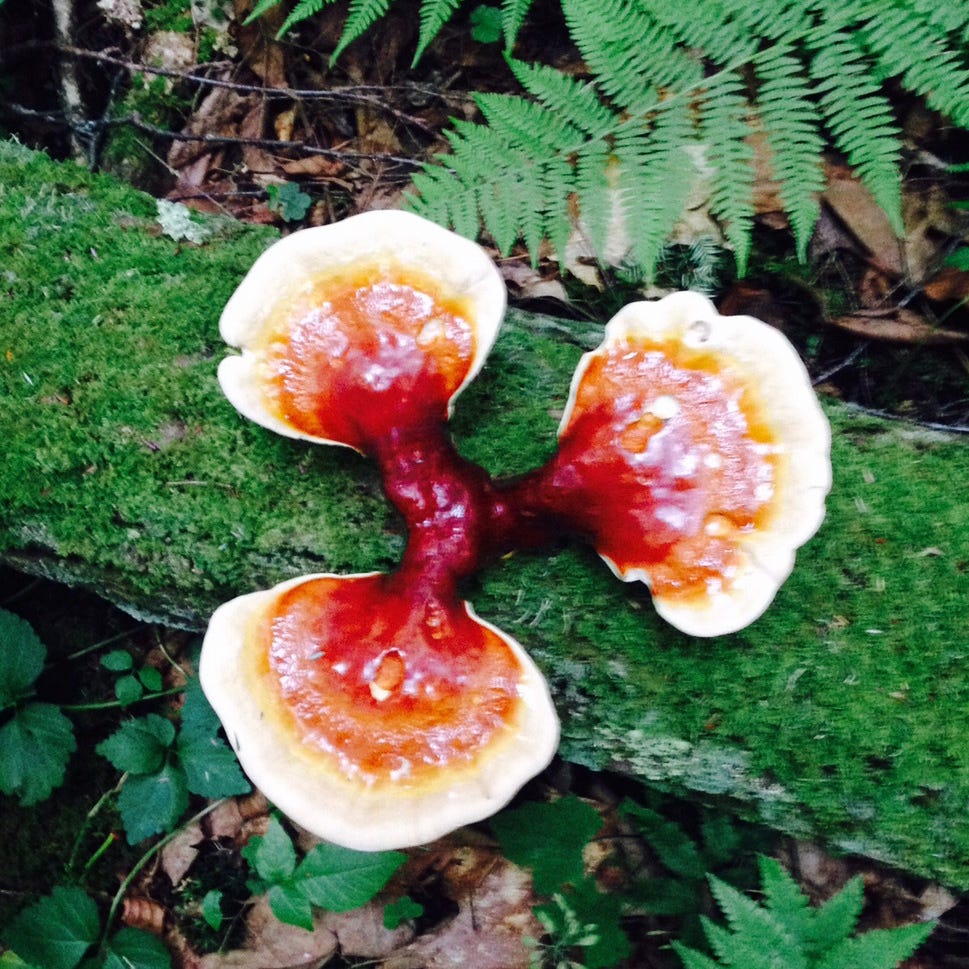 Dowsing for Bloodroot
