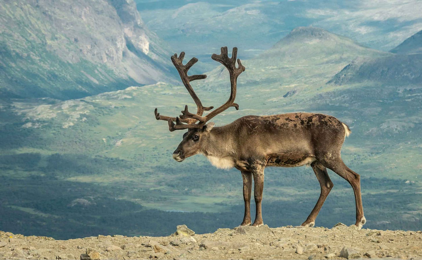 Reindeer standing in a striking mountain location Reindeer standing in a striking mountain location